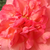 Rózsaszín - Teahibrid rózsa - Succes Fou